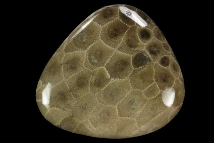 Polished Petoskey Stone (Fossil Coral) - Michigan #131043